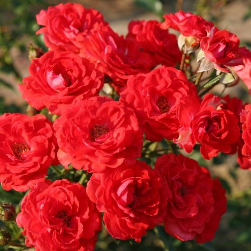 Shop, Rose Rosa Zwergenfee 09® - rosso - miniatura, lillipuziane - rosa non profumata - W. Kordes & Sons - ,-